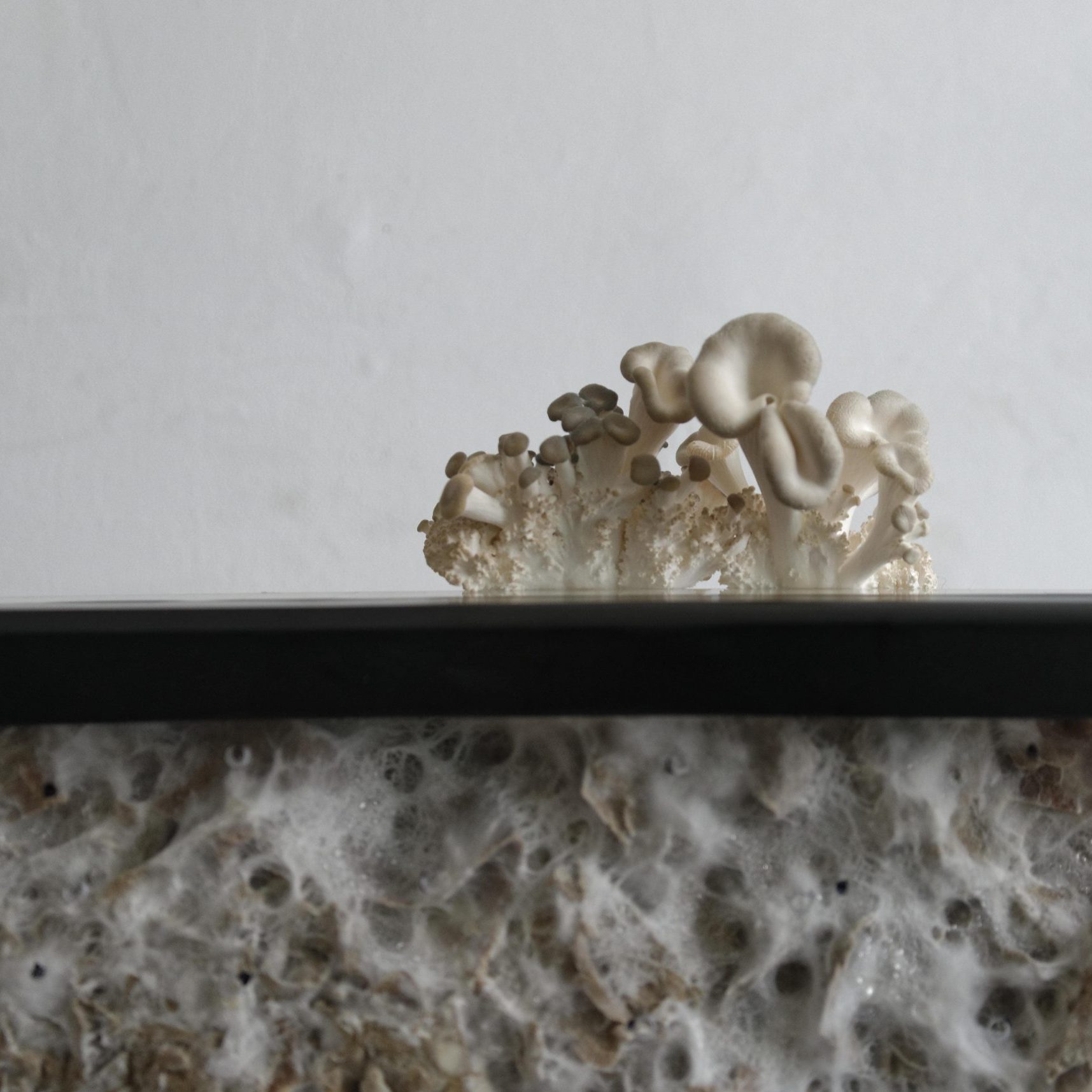 Champignons poussant sur un échantillon de mycélium, gros plan