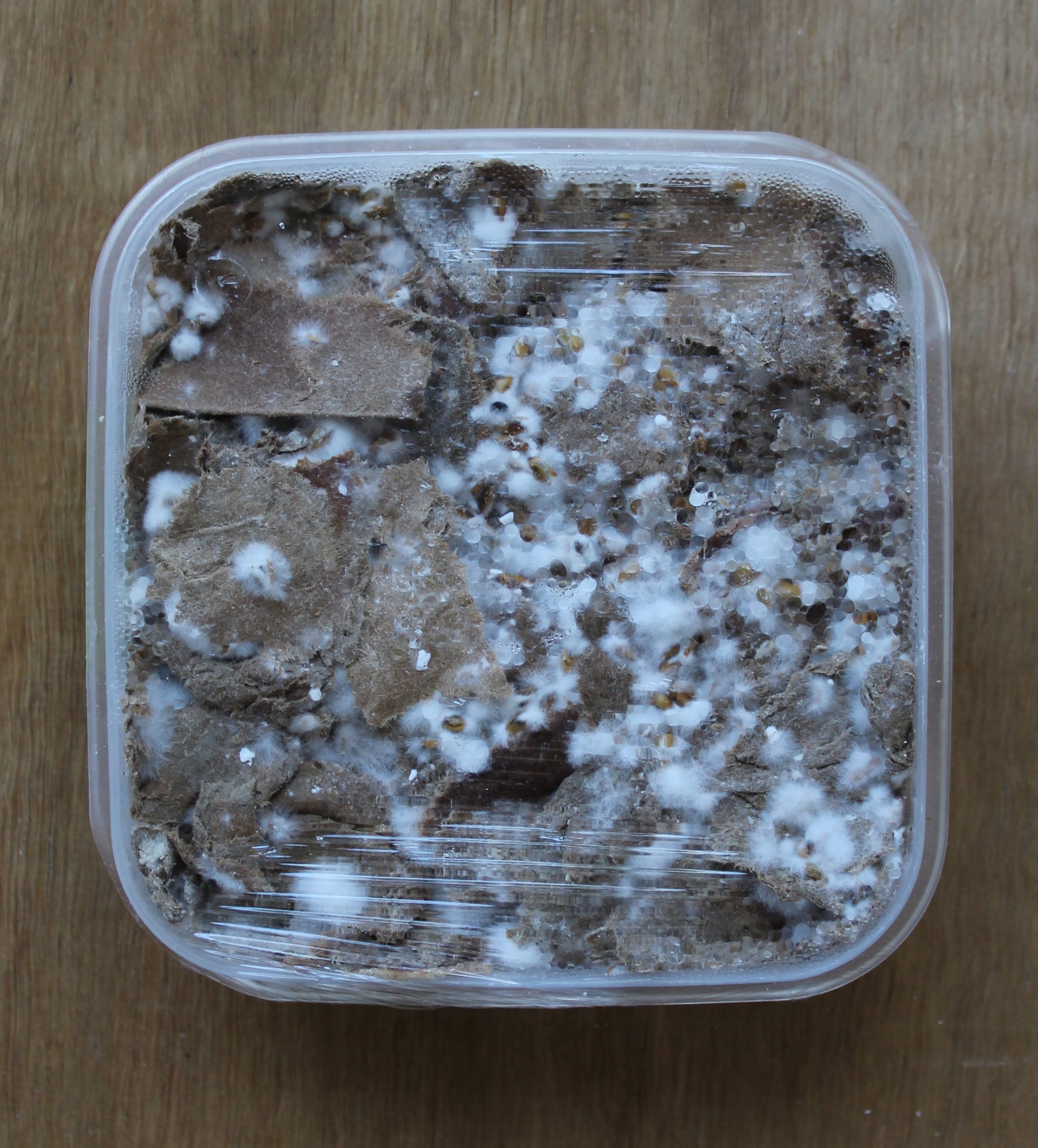 Culture de mycélium en cours dans une barquette