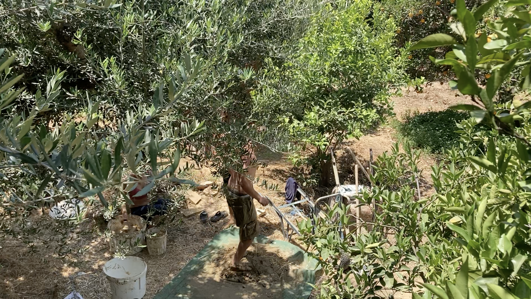 Verger et zone de préparation de la terre-paille entre les oliviers
